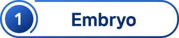 Embryo